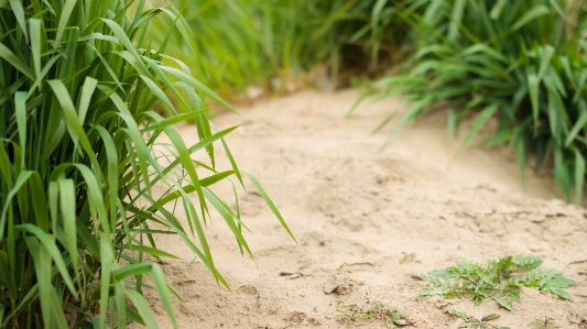 Tree grass plant field Photo