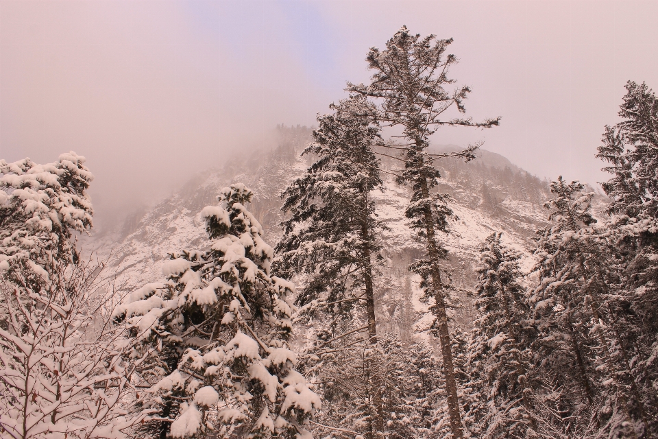 Tree nature forest wilderness