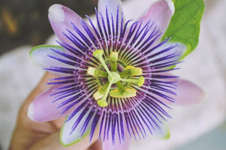 Blossom plant photography flower Photo