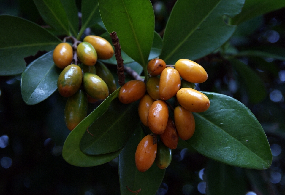 Pohon cabang tanaman buah