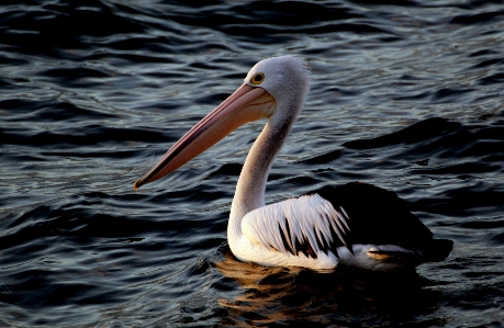 Bird wing pelican seabird Photo