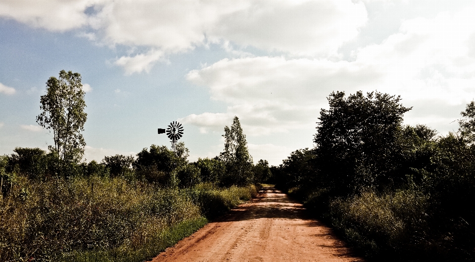 Paysage arbre nature herbe