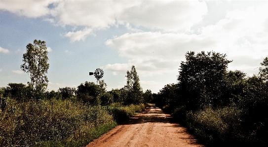 Foto Paesaggio albero natura erba