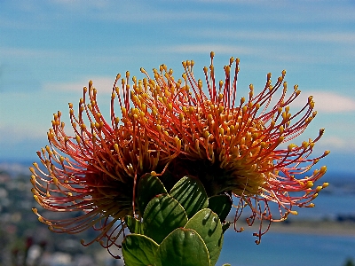 Nature blossom plant photography Photo