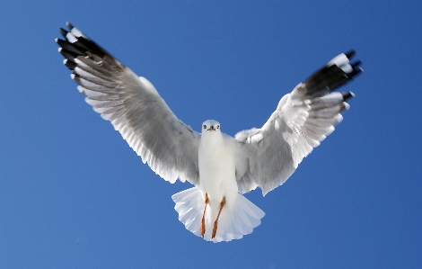 Foto Burung sayap laut
 camar
