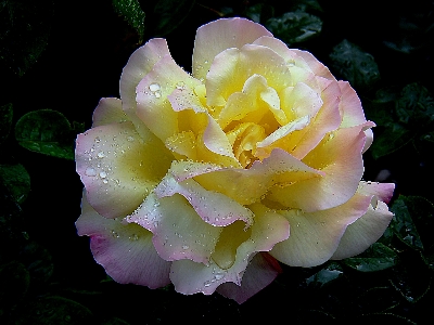 Blossom plant flower petal Photo