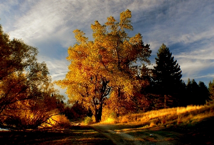 Foto Paisagem árvore natureza floresta