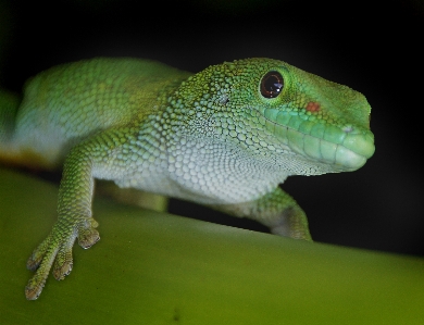 Foto Alam hijau reptil iguana