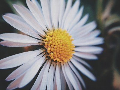 花 植物 写真撮影 花弁 写真