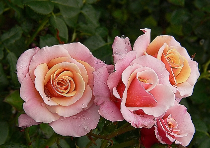 Anlage blume blütenblatt rose Foto