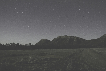 Tree forest horizon mountain Photo