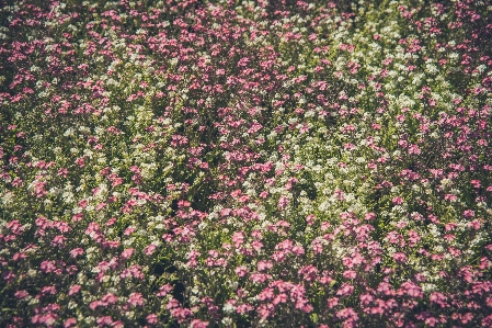 Zdjęcie Natura kwitnąć zakład pole