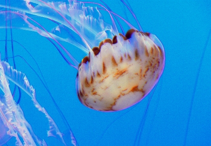 Foto Bawah air biologi ubur biru