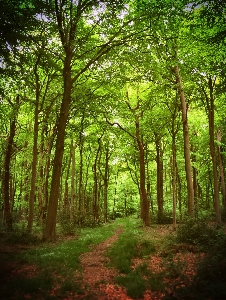 Tree nature forest wilderness Photo