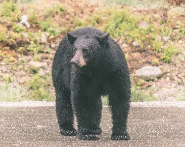 Bear wildlife mammal fauna Photo