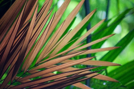 Tree grass branch plant Photo