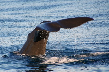 Sea ocean mammal humpback whale Photo