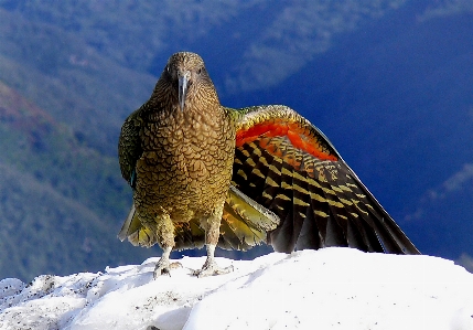 Photo Neige oiseau aile faune