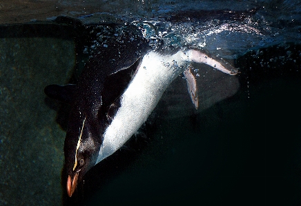 Fish penguin vertebrate rockhopperpenguin Photo