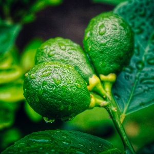 木 植物 フルーツ 葉 写真