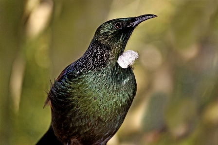 Nature bird wildlife beak Photo