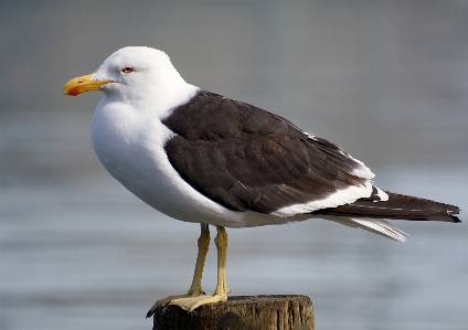 鳥 羽 海鳥
 カモメ 写真