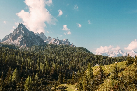 Landscape tree nature forest Photo