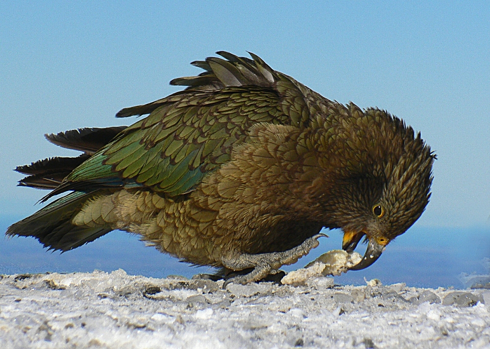 Burung sayap margasatwa paruh