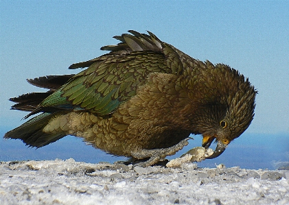 鳥 羽 野生動物 嘴 写真