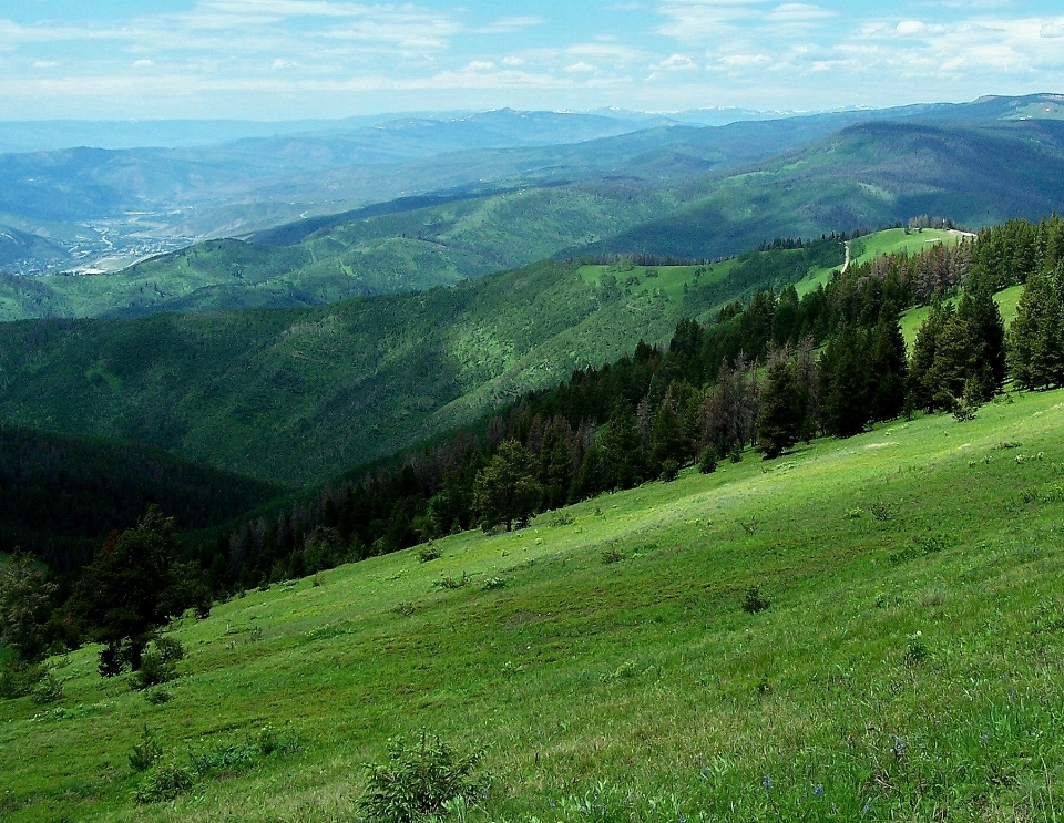 Paesaggio albero natura foresta