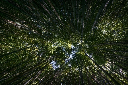 Zdjęcie Drzewo natura las trawa