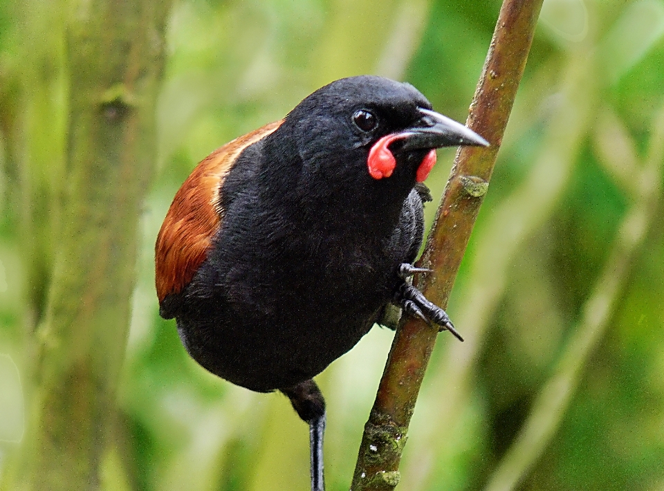 Alam cabang burung margasatwa