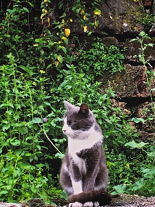 Grass flower green kitten Photo