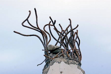 Foto Pohon cabang kayu bunga