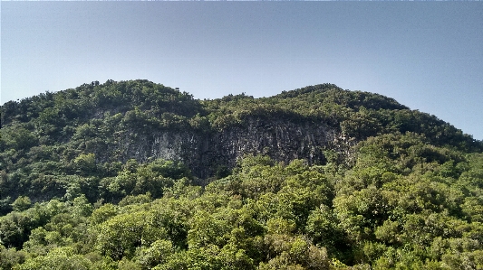 Foto Albero foresta natura selvaggia
 montagna