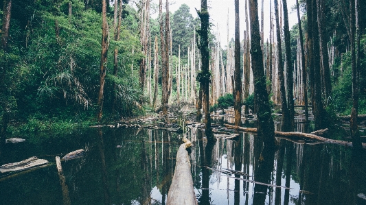 Foto Pohon air alam hutan