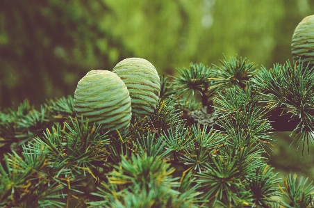 Foto árbol naturaleza bosque rama