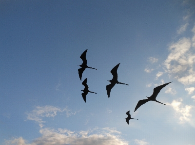 Sea silhouette bird wing Photo