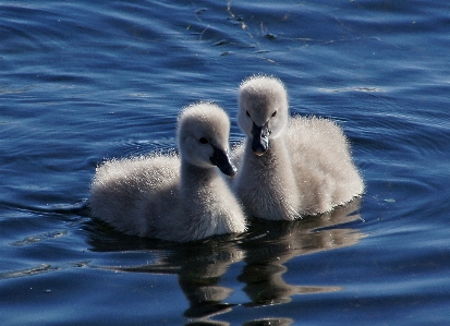 Water bird wing reflection Photo