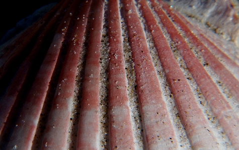 Foto Playa madera alimento ladrillo