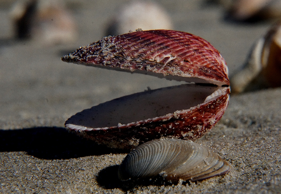 Plaża żywność fauna bezkręgowy