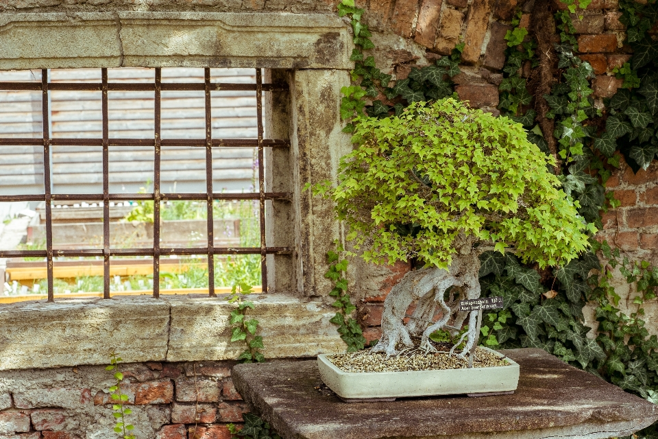 Baum anlage blume heim