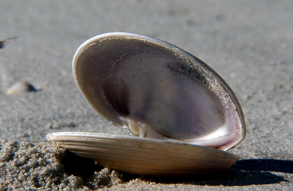 Tangan pantai pasir makanan