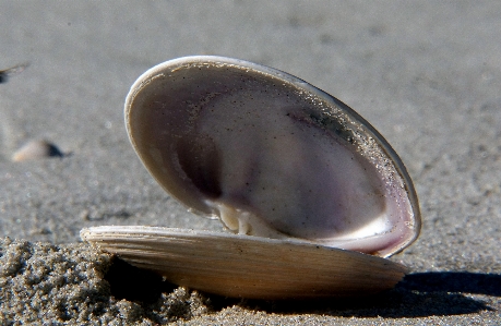 Hand beach sand food Photo