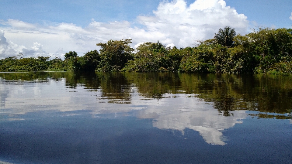 árbol agua naturaleza pantano
