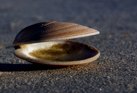 Foto Playa arena fotografía alimento