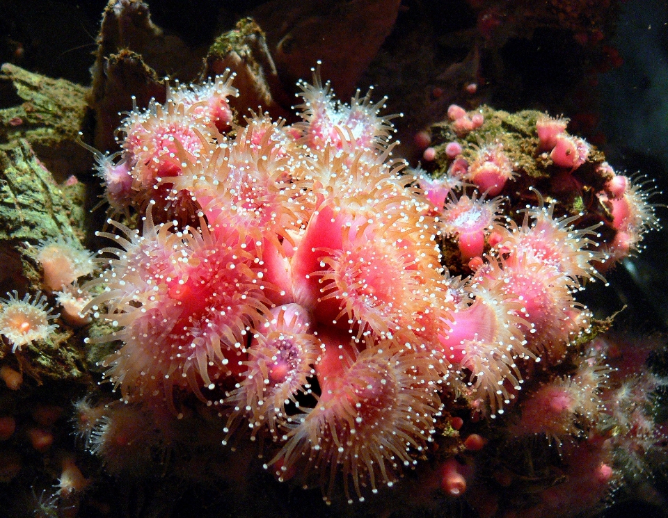 Nature sous-marin la biologie méduse