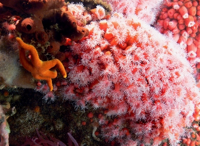 Nature underwater red biology Photo