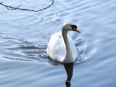 Water bird wing reflection Photo