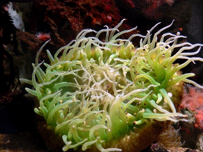 Nature underwater dish food Photo